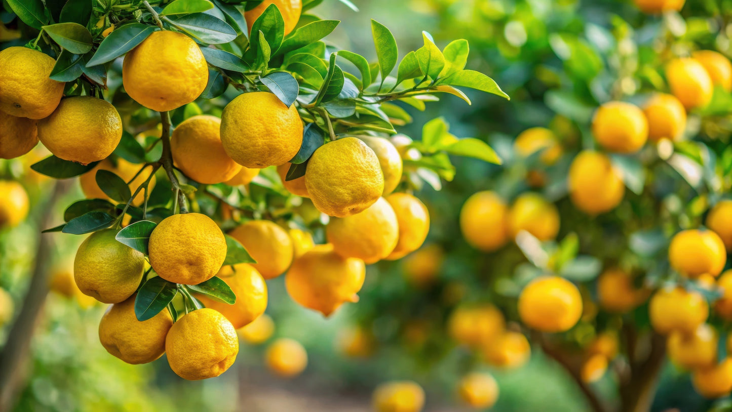 Donna Serap Glitzer Aperitif.